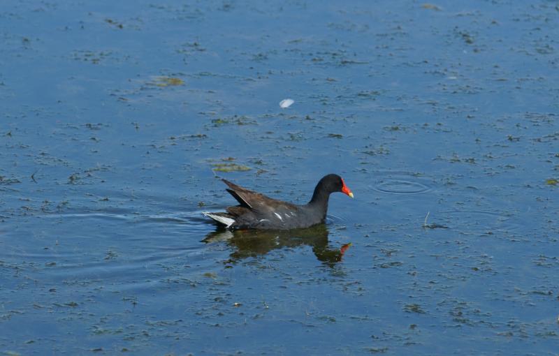 randomCommon Moorhen
