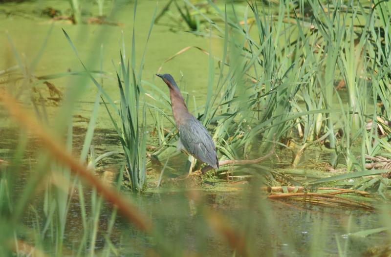 randomGreen Heron