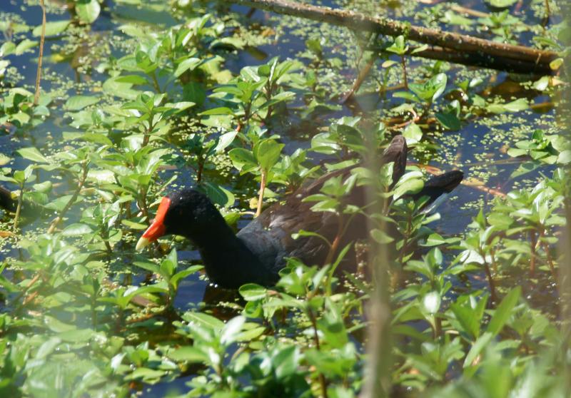 randomCommon Moorhen