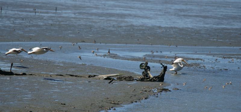 randomDunlin
