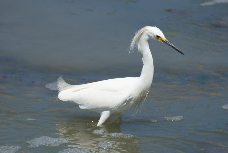 randomHayward Shoreline