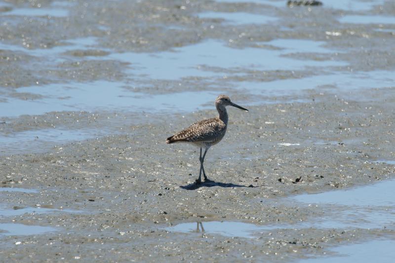 randomHayward Shoreline