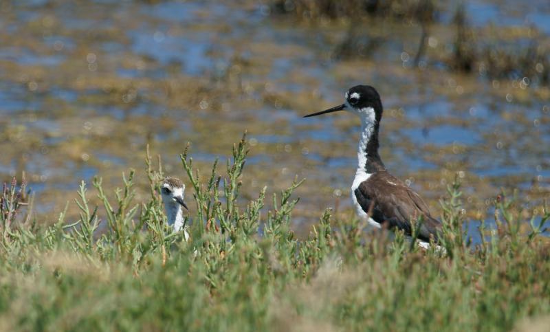 randomBlack-Necked Stilt