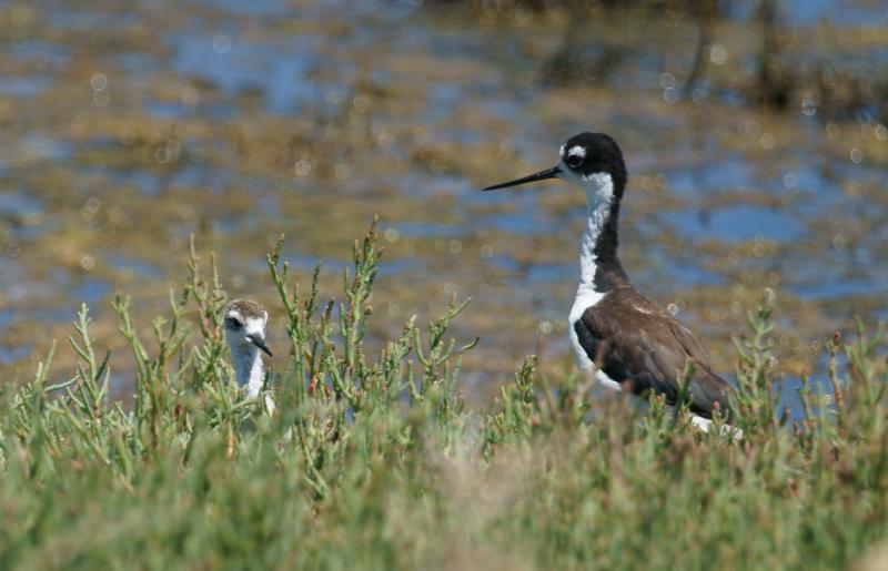 randomBlack-Necked Stilt