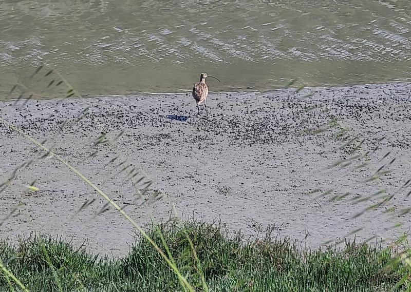 randomLong-Billed Curlew