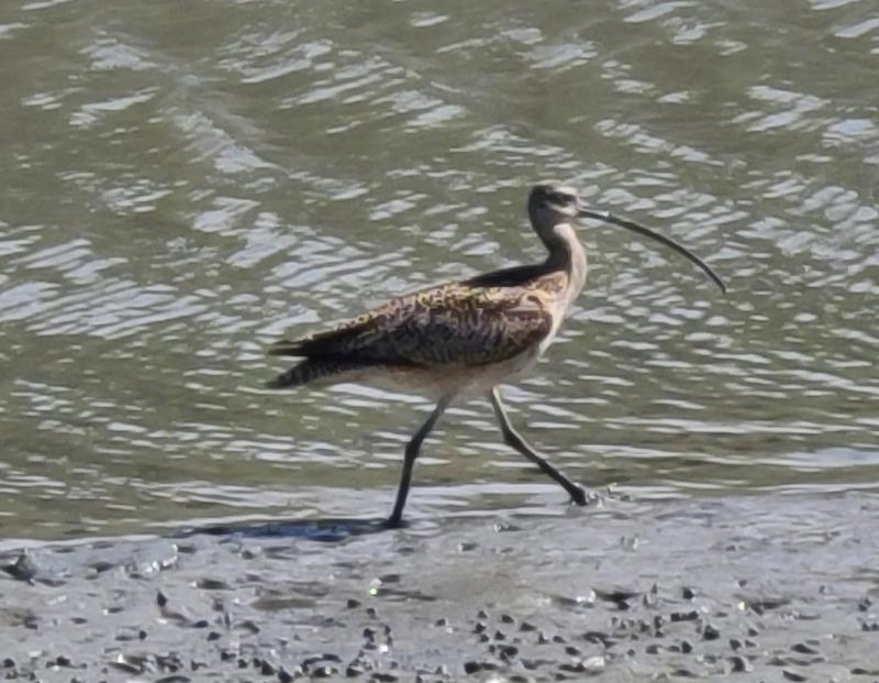 randomLong-Billed Curlew