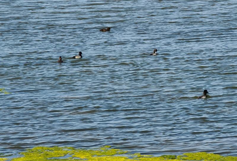 randomHayward Shoreline