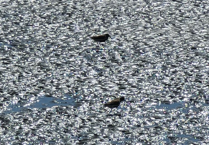 randomWestern Sandpiper