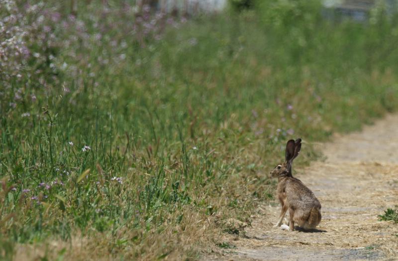 randomHare