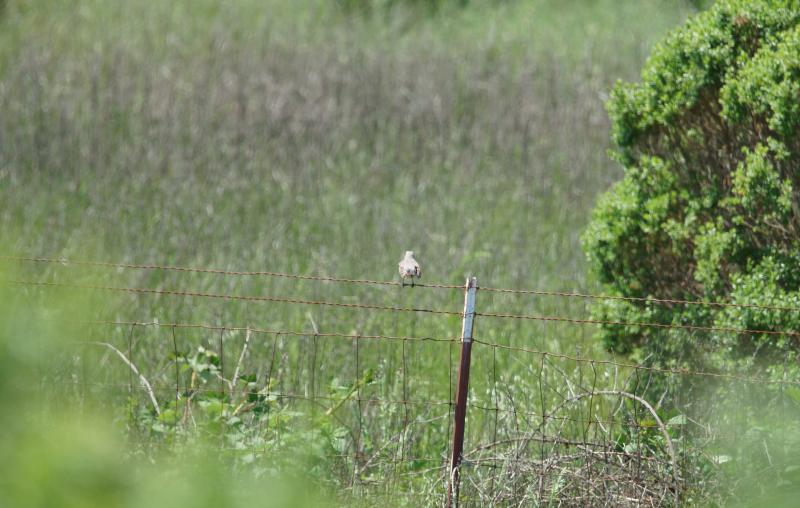 randomCalifornia Towhee
