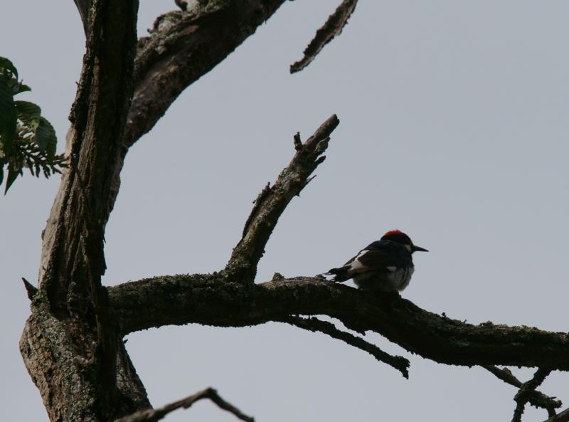 randomAcorn Woodpecker