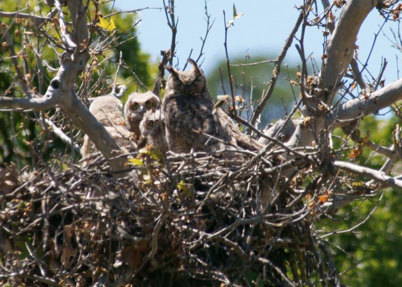 randomGreat Horned Owl