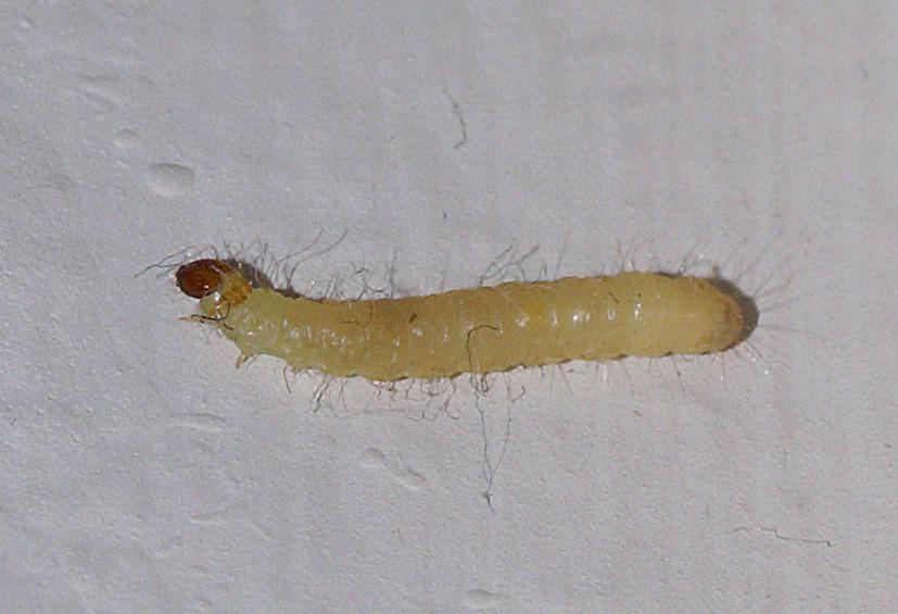 randomCaterpillar