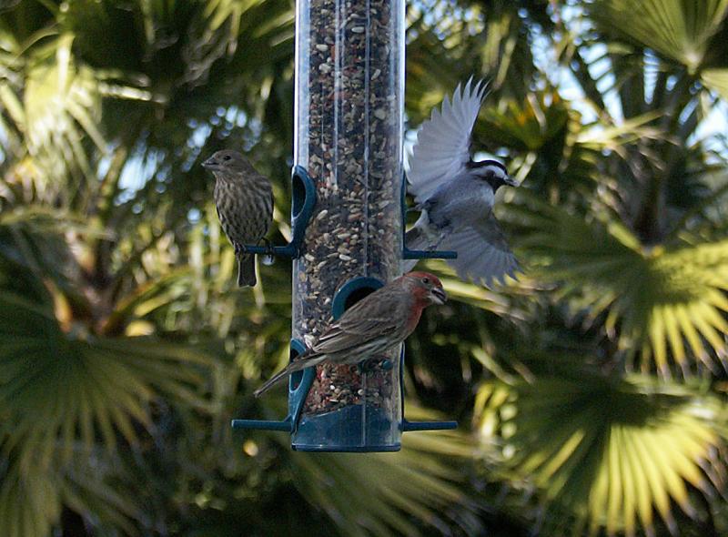 randomHouse Finch