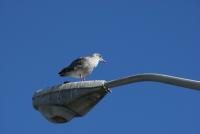 DSC08730.jpg